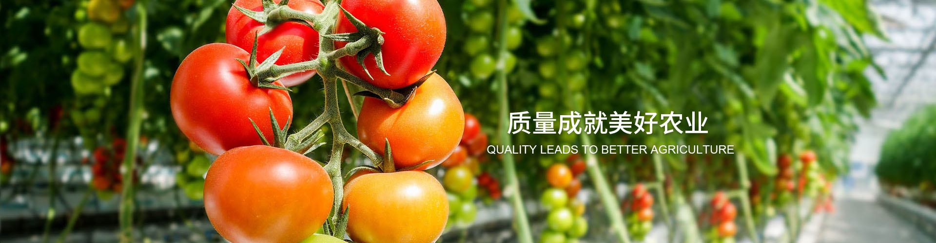 山东中新农业发展有限公司
