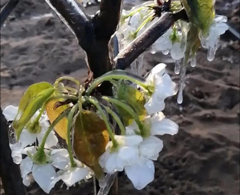倒春寒后尽快施救,“唤醒”受冻作物生长